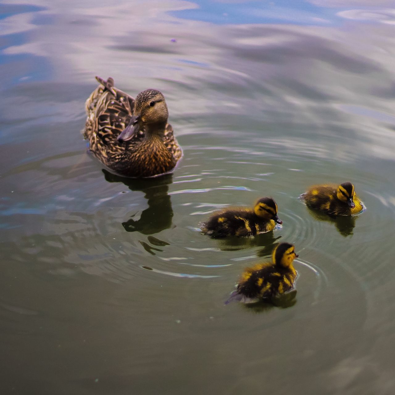 animal themes, animals in the wild, wildlife, water, one animal, duck, high angle view, swimming, reflection, waterfront, lake, nature, bird, pond, rippled, zoology, day, outdoors, young animal, no people