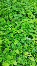 Full frame shot of fresh green leaves