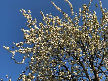 Low angle view of cherry blossom tree against blue sky