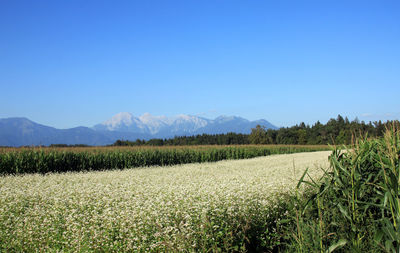 Scenic view of landscape against clear blue sky