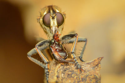 Close-up of spider