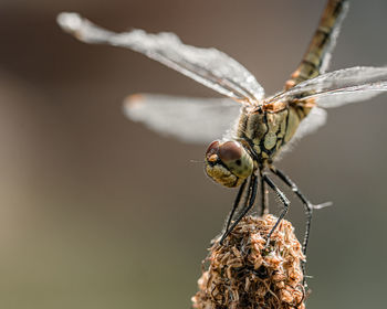 Close-up of dragonfly on plant