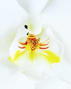 Close-up of white flower over white background
