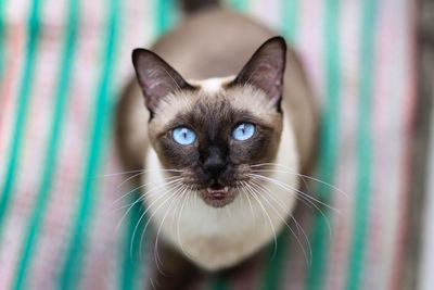 Close-up portrait of black cat
