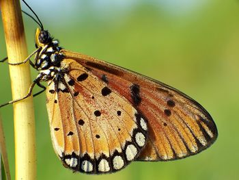 Close-up of butterfly perching on leaf