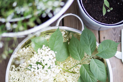 Close-up of elder plant