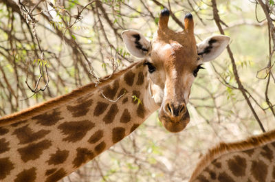 Close-up of giraffe