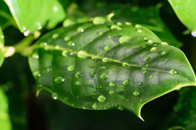 Close-up of raindrops on leaf