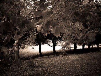 Trees in park