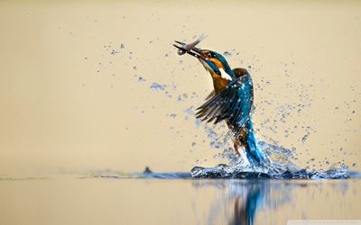 Bird flying over water