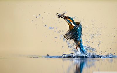 Side view of kingfisher carrying fish in beak while taking off from lake
