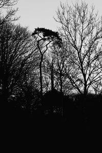 Low angle view of silhouette trees in forest against sky