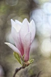 Close-up of pink flower growing on plant