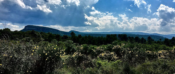 Plants growing on land against sky