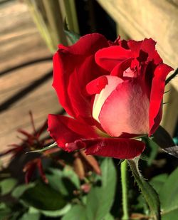 Close-up of rose blooming outdoors