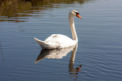 Swan swimming in lake