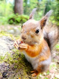 Close-up of squirrel at forest