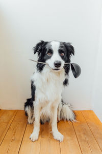 Portrait of dog sitting on hardwood floor