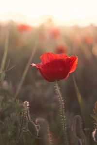 Close-up of red poppy flower on field