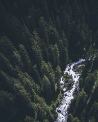 Scenic view of river in forest