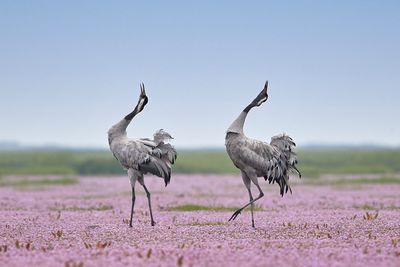 Birds on field against clear sky