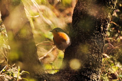 Close-up of bird perching on a tree