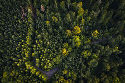 Aerial view of trees