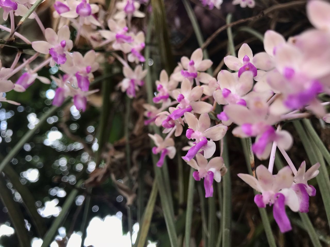 CLOSE-UP OF PINK FLOWERING PLANTS AGAINST BLUE SKY