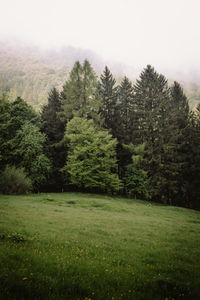 plant