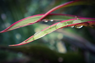 Close-up of water drops on plant