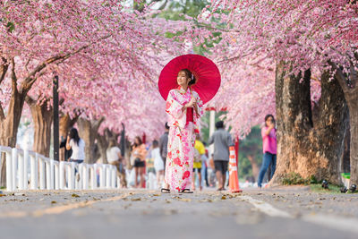 Pink cherry blossoms in spring