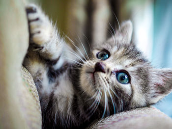 Close-up portrait of a cat