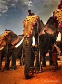 View of elephant on the street