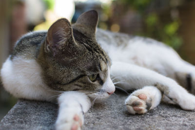 Close-up of cat relaxing outdoors