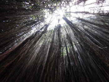 Low angle view of bamboo trees in forest