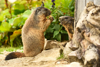 Close-up of alpine marmots