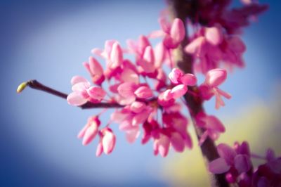 Close-up of pink flowers