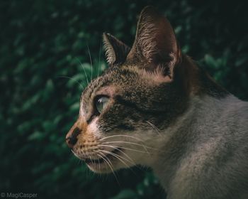 Close-up of a cat looking away