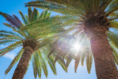 Low angle view of palm tree against sky