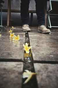 Low section of people standing on yellow flower