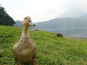 Duck on field by lake against sky