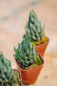 Close-up of potted plant