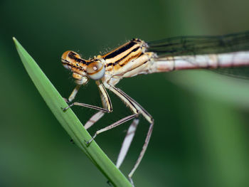 Close-up of insect on leaf