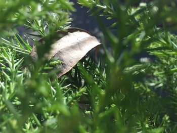 Close-up of fresh green plants