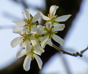 Close-up of white cherry blossoms