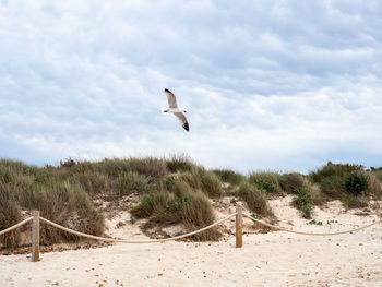 Bird flying over a land