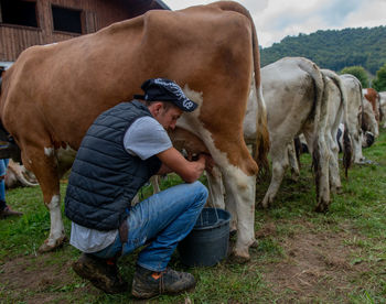 Cows on field