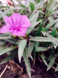 Close-up of flower growing on plant