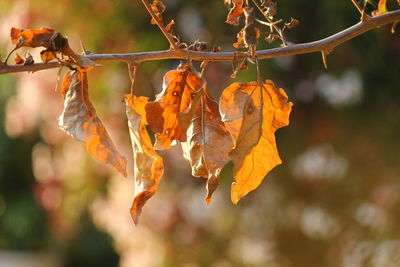 Close-up of autumn leaf on tree