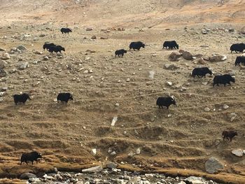 High angle view of sheep in a field